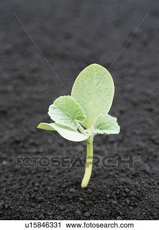 Japanese pumpkin cotyledon View Large Photo Image Stock Image - Japanese pumpkin cotyledon. Fotosearch