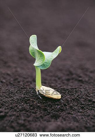 Stock Image - Japanese pumpkin sprout. Fotosearch