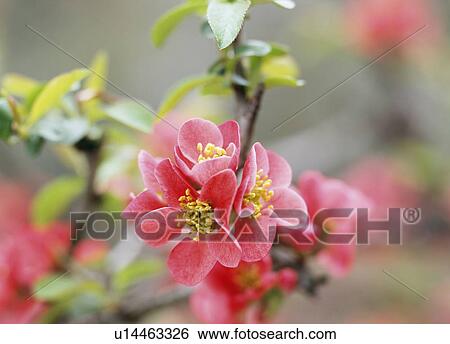 Stock Photograph - Japanese quince flowers, Tochigi Prefecture, Japan. Fotosearch