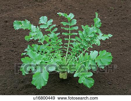 Stock Photo - Japanese radish in the ground, Tochigi Prefecture, Japan. Fotosearch