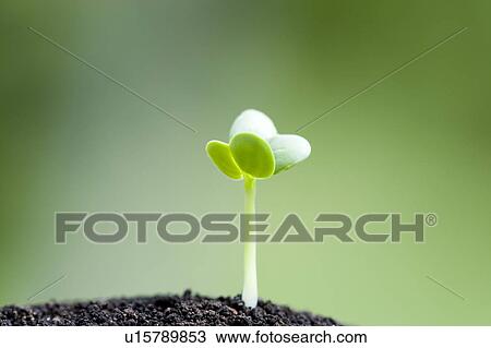 Japanese radish sprout View Large Photo Image Stock Image - Japanese radish sprout. Fotosearch