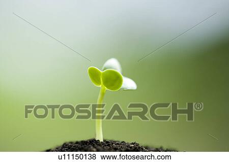 Stock Photo - Japanese radish sprout. Fotosearch