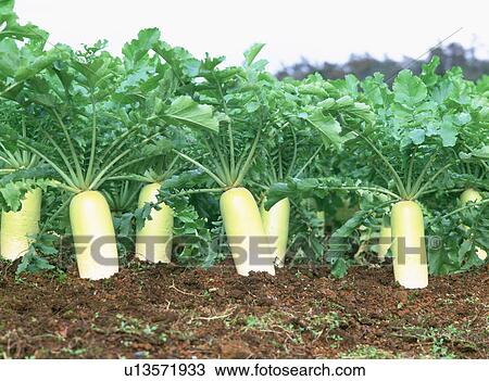 Stock Image - Japanese radishes growing in the ground, Tochigi Prefecture, Japan. Fotosearch