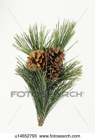 Japanese Red Pine branch with needles and pine cones View Large Photo Image Stock Image - Japanese Red Pine branch with needles and pine cones. Fotosearch