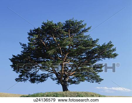 Stock Photo - Japanese Red Pine. Fotosearch