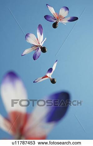 Stock Image - Japanese shuttlecocks. Fotosearch