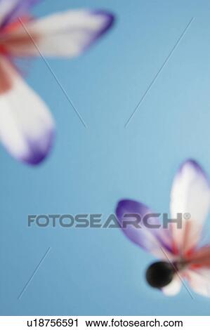 Japanese shuttlecocks View Large Photo Image Stock Image - Japanese shuttlecocks. Fotosearch