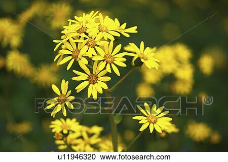 Stock Image - Japanese silver leaf. Fotosearch