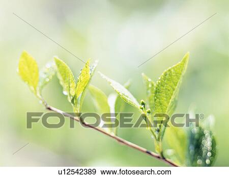 Japanese snowbell leaves. Tochigi Prefecture, Japan View Large Photo Image Stock Photo - Japanese snowbell leaves. Tochigi Prefecture, Japan. Fotosearch