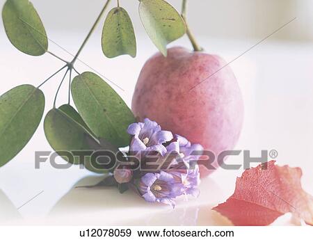 Japanese staunton vine with fruit View Large Photo Image Stock Photo - Japanese staunton vine with fruit. Fotosearch