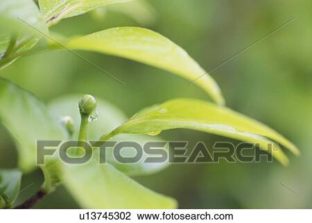 Japanese stewartia bud, Tochigi Prefecture, Japan View Large Photo Image Stock Image - Japanese stewartia bud, Tochigi Prefecture, Japan. Fotosearch