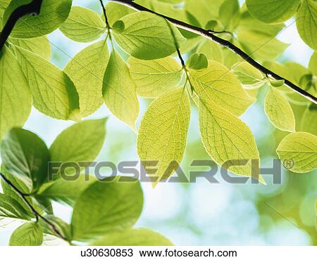 Stock Image - Japanese stewartia leaves. Tochigi Prefecture, Japan. Fotosearch