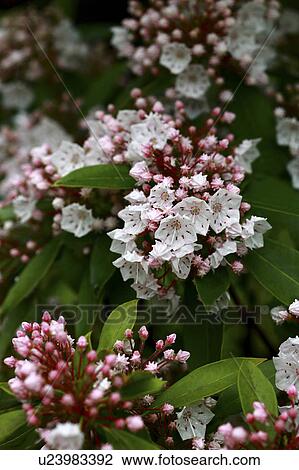 Stock Image - Kalmia. Fotosearch