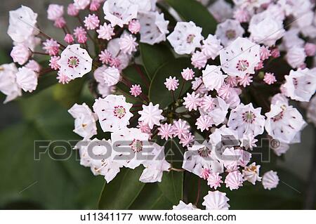 Stock Photo - Kalmia. Fotosearch