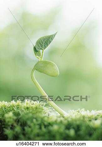 Stock Image - Kidney bean sprout. Fotosearch