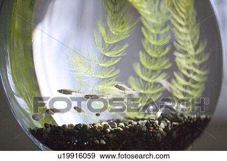 Stock Photo - Killifish in a fishbowl. Fotosearch