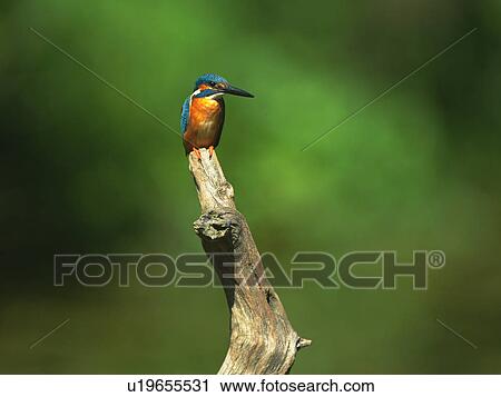 Stock Image - Kingfisher perched on a branch.. Fotosearch