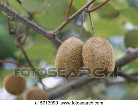 Stock Image - Kiwifruit. Fotosearch