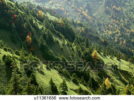 Stock Photograph - Kuma bamboo forest and maries' fir trees. Fotosearch