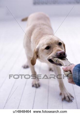 Labrador retriever playing tug of war with its owner View Large Photo Image Picture - Labrador retriever playing tug of war with its owner. Fotosearch