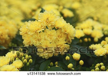 Lady Banks' Rose View Large Photo Image Stock Photo - Lady Banks' Rose. Fotosearch