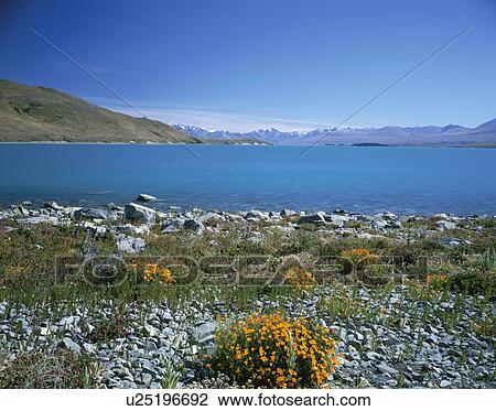 Stock Image - Lake Tekapo, New Zealand. Fotosearch