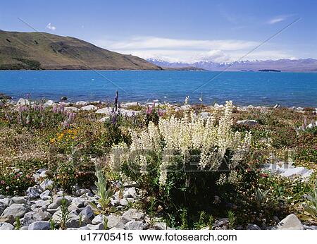 Lake Tekapo with blooming wildflowers. Canterbury, South Island, New Zealand View Large Photo Image Stock Photography - Lake Tekapo with blooming wildflowers. Canterbury, South Island, New Zealand. Fotosearch