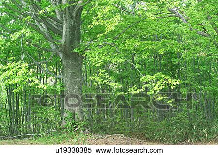 Stock Photography - Large tree in forest, Aomori Prefecture, Japan. Fotosearch