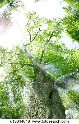 Large tree in forest View Large Photo Image Stock Photo - Large tree in forest. Fotosearch