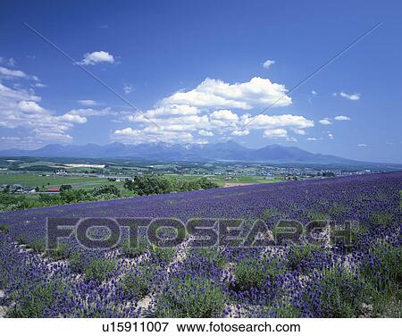 Stock Photo - Lavender field, Kamifurano, Hokkaido, Japan. Fotosearch