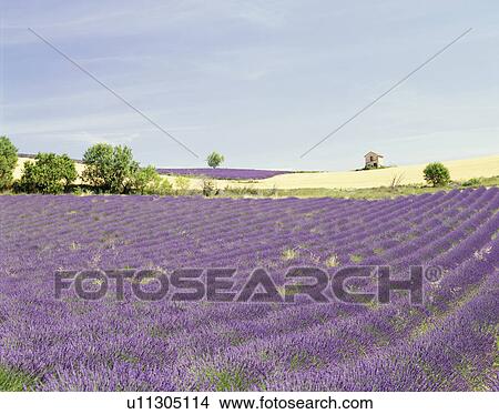 Lavender field, Provence, France View Large Photo Image Picture - Lavender field, Provence, France. Fotosearch