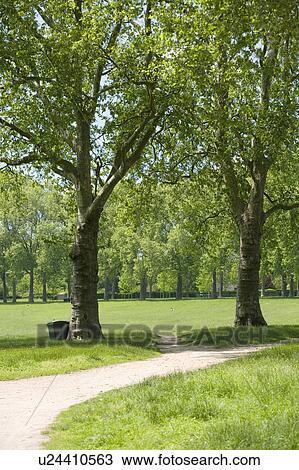 Lawn surrounded by trees. Ile de France, France View Large Photo Image Stock Image - Lawn surrounded by trees. Ile de France, France. Fotosearch