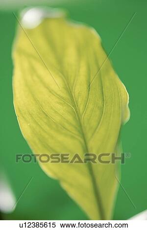 Leaf against green background View Large Photo Image Stock Photography - Leaf against green background. Fotosearch