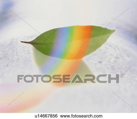 Stock Photograph - Leaf and a rainbow. Fotosearch