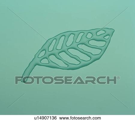 Stock Photograph - Leaf drawn with water. Fotosearch
