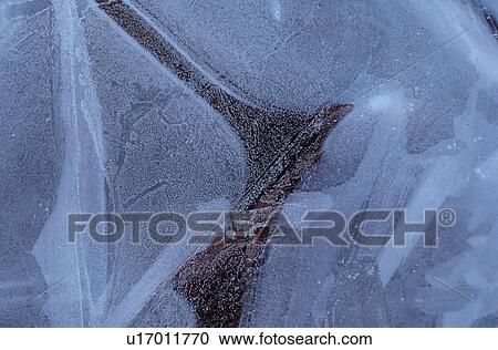 Stock Image - Leaf encased in ice. Fotosearch