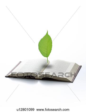 Leaf floating above an open book View Large Photo Image Stock Photo - Leaf floating above an open book. Fotosearch