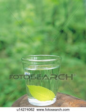 Stock Image - Leaf in a glass of water. Fotosearch