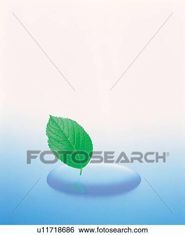 Leaf in a water drop View Large Photo Image Stock Photograph - Leaf in a water drop. Fotosearch