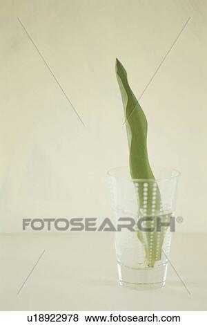 Stock Photo - Leaf in glass of water. Fotosearch