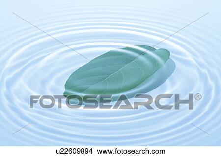 Leaf in water, blue background View Large Photo Image Picture - Leaf in water, blue background. Fotosearch