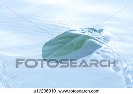 Leaf in water, blue background View Large Photo Image Stock Image - Leaf in water, blue background. Fotosearch