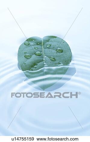 Stock Photo - Leaf in water, blue background. Fotosearch