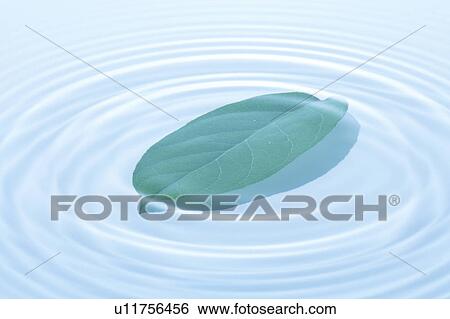 Leaf in water, blue background View Large Photo Image Stock Photograph - Leaf in water, blue background. Fotosearch