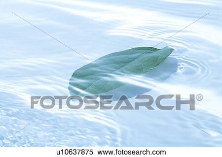 Stock Photography - Leaf in water, blue background. Fotosearch