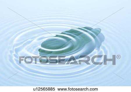 Stock Photography - Leaf in water, blue background. Fotosearch