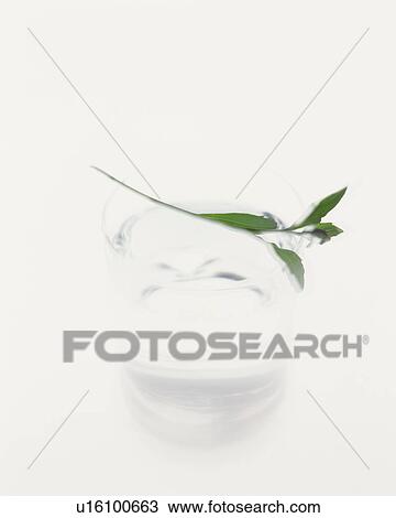 Stock Image - Leaf on top of a glass of water. Fotosearch