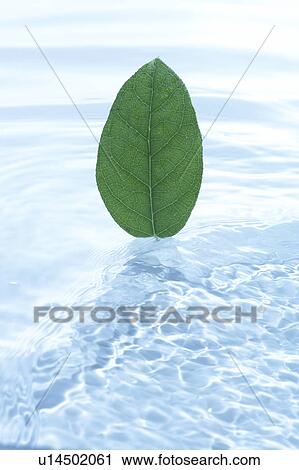 Stock Image - Leaf on water surface. Fotosearch