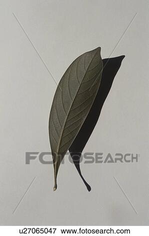 Leaf on white background View Large Photo Image Stock Photo - Leaf on white background. Fotosearch