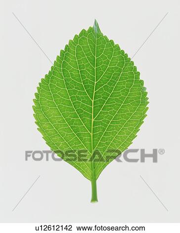 Stock Image - Leaf. Fotosearch
